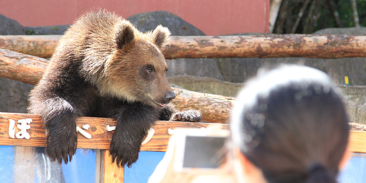 のぼりべつクマ牧場　子グマの牧場