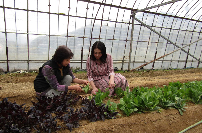 農作物収穫体験