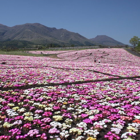 リビングストーン