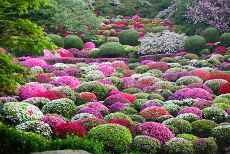春には5万本のつつじも