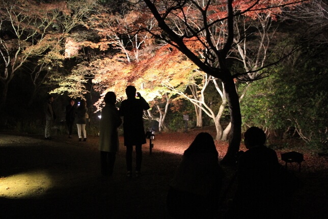 秋のライトアップ