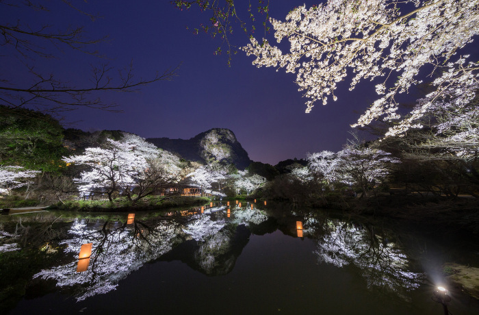 桜のライトアップ