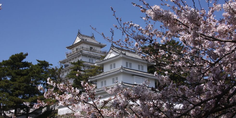 島原城の桜
