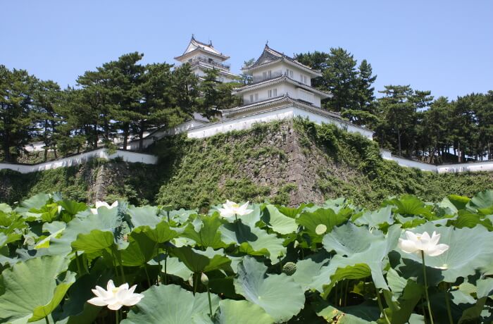 花弁の先がうっすらとピンク色に染まる 「酔妃蓮」（すいひれん）