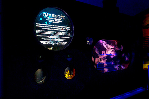 多種多様なクラゲを満喫