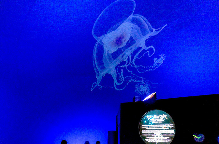 クラゲシンフォニードーム