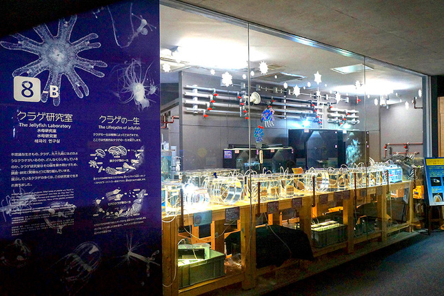 クラゲの研究室