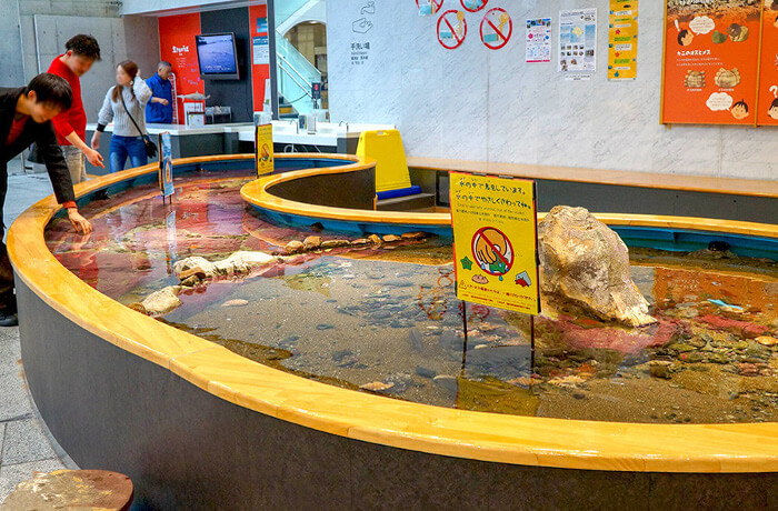 タッチングウォッチング