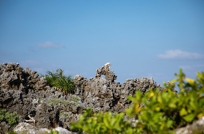 八重山遠見台からの絶景
