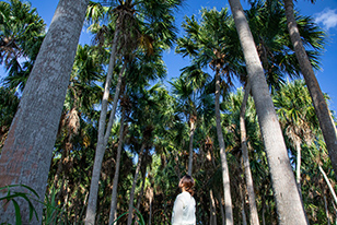 中野のダイトウビロウ林