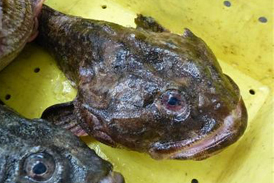 北海道12月の旬のもの