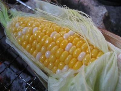 トウモロコシ
