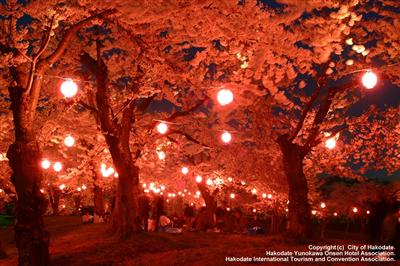 五稜郭公園夜桜ライトアップ