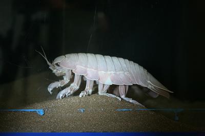 おたる水族館で特別展示中の 深海 展 世界最大の 等脚類 も ニュース たびらい