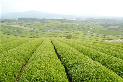 「八女茶」の生産量は全国6位