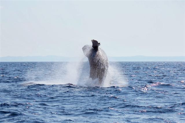 クジラのパフォーマンスの一種「ブリーチ」