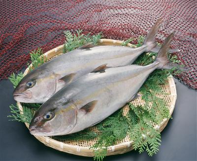 生産量日本一のカンパチは、五つのブランドで流通販売されている
