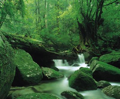 屋久島の白谷雲水峡（世界登録遺産）