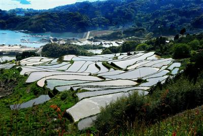 大浦の棚田（米）