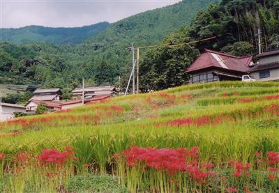 江里山の棚田と彼岸花