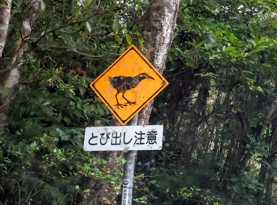 国頭村安田地域に向かう道中で見つけたとび出し注意の看板