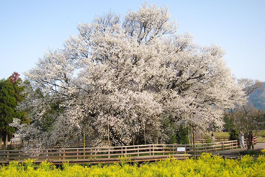 一心行の大桜