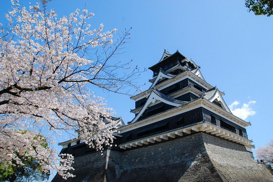 熊本城の桜