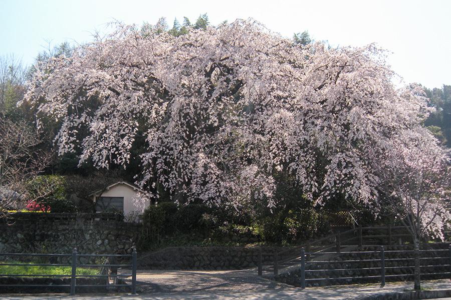 大原のしだれ桜