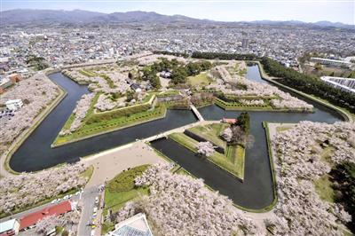 五稜郭の桜