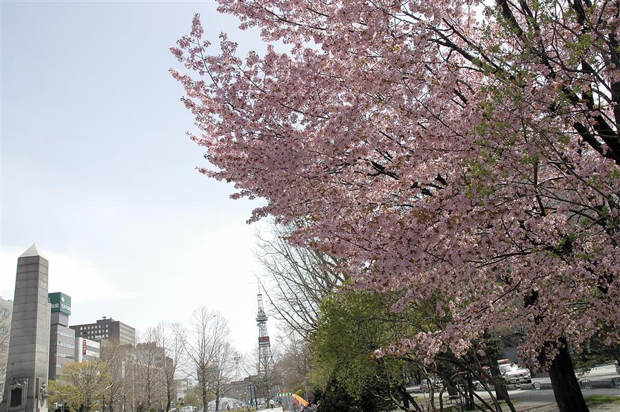 大通公園