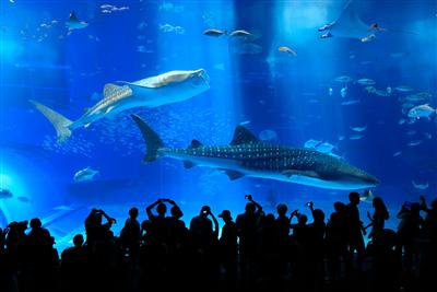 美ら海水族館に近いリゾートホテル４選