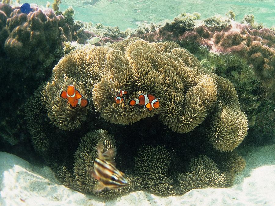 ファインディング ドリー に登場する海の生き物に出会える沖縄のスポット ニュース たびらい ファインディング ドリー に登場する海の生き物に出会える沖縄のスポット ニュース たびらい