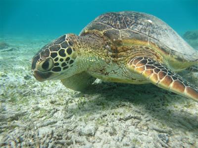 ケラマの海でウミガメと一緒に泳ぐ