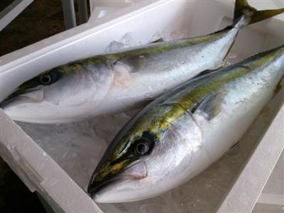 函館一本釣り活〆鰤