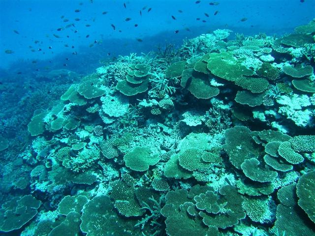 日本最大のサンゴ礁・八重干瀬（やびじ）