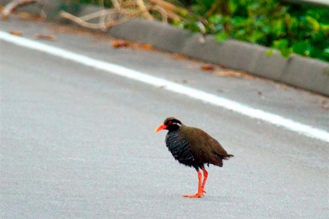 国の天然記念物に指定されているヤンバルクイナ（写真提供／OCVB）