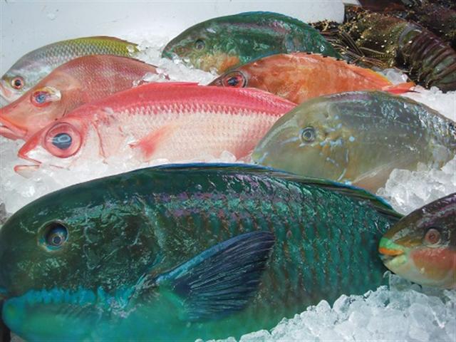 色鮮やかな沖縄の魚