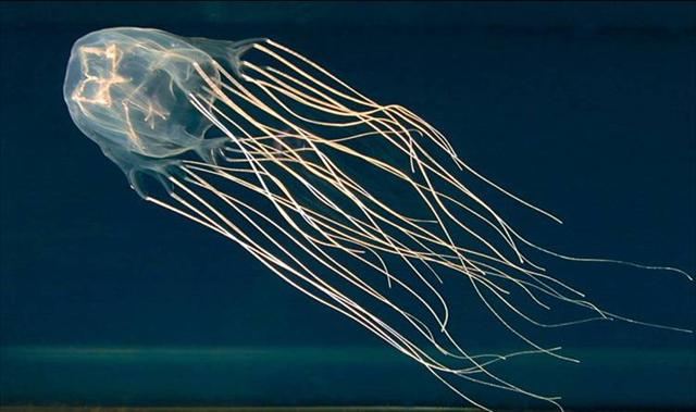 沖縄旅行 8月のおすすめ 8月の旬のもの 旅の基本情報 たびらい 沖縄旅行 8月のおすすめ 8月の旬のもの 旅の基本情報 たびらい