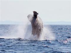 クジラのダイナミックな姿に感動！