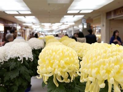 さっぽろ菊まつり