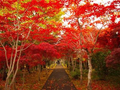 平岡樹芸センター「みどりーむ」の紅葉