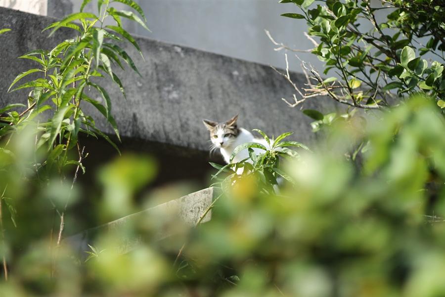 首里の街で見かけた猫
