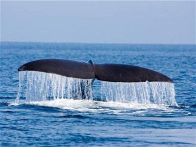 ホエールウォッチング7～9月 マッコウクジラ（知床ネイチャークルーズ）