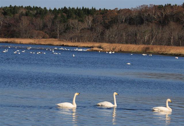 風連湖ハクチョウ 風連湖ハクチョウ