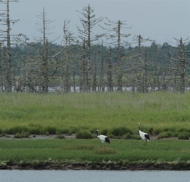 風連湖タンチョウ 風連湖タンチョウ