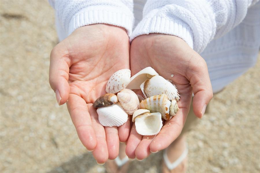 貝殻やサンゴのかけら