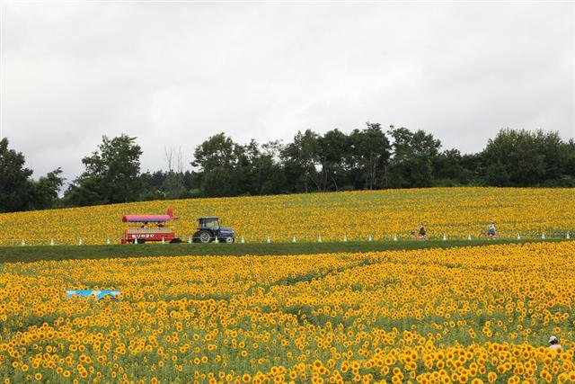 北竜町ひまわりまつり_遊覧車「ひまわり号」