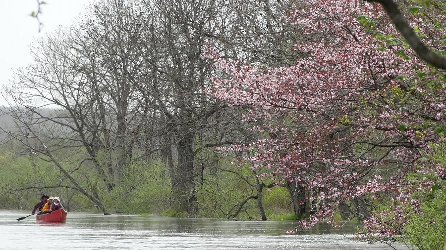 5～6月 桜や柳が色づく釧路川