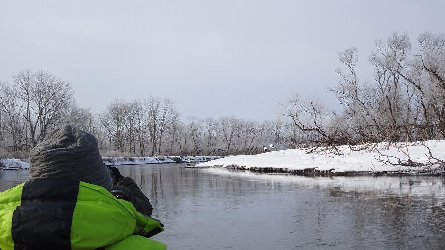 釧路湿原 タンチョウ