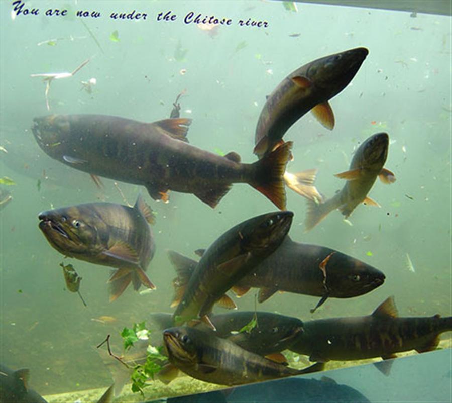 サケのふるさと千歳水族館